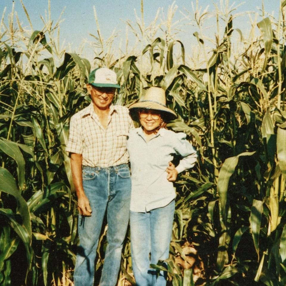 Two people wearing hats and casual clothing stand together among tall, mature corn plants under a clear blue sky.